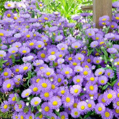 🫧Aster Seeds- Purple Dome