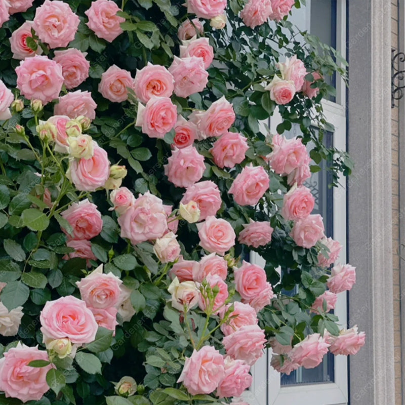 Climbing Plants Mix Seeds