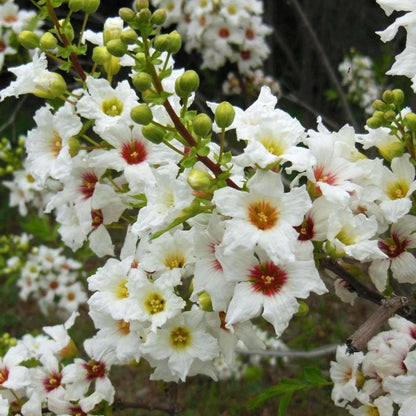 Xanthoceras Sorbifolia, Raintree Flower Seeds