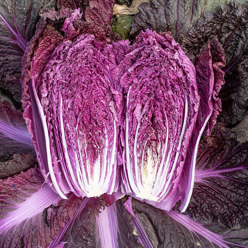 Merlot (F1) Chinese Cabbage Seed