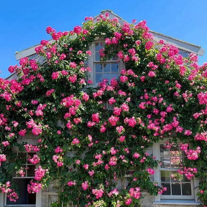 Spring Promotion 49% OFF - 🌱Climbing Rose Seeds