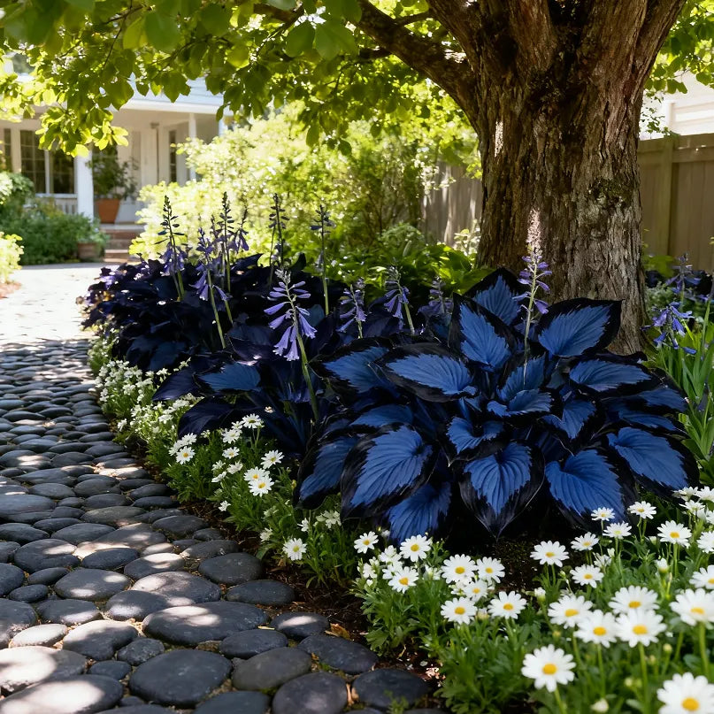🔥Midnight Blue Hosta Bulbs 🪴 Deep Blue Foliage, Easy to Grow
