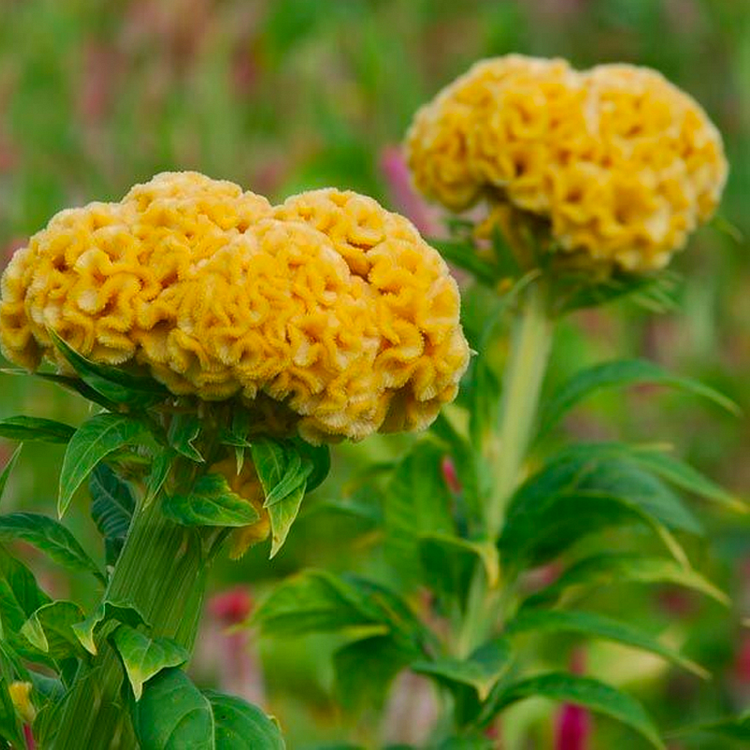 Cockscomb Celosia Seeds