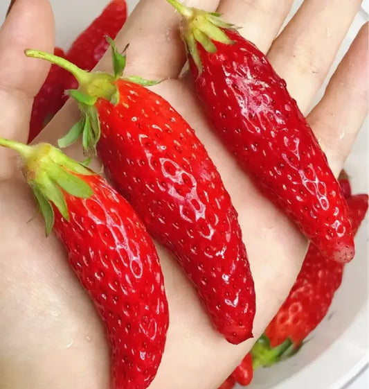 Rare Banana Strawberry Fruit Seeds