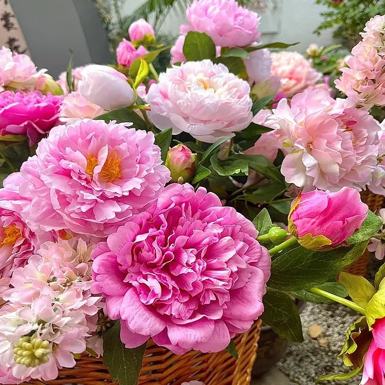 🔥LAST DAY 45% OFF🌺THE QUEEN OF FLOWERS—DOUBLE PETALED PIANI