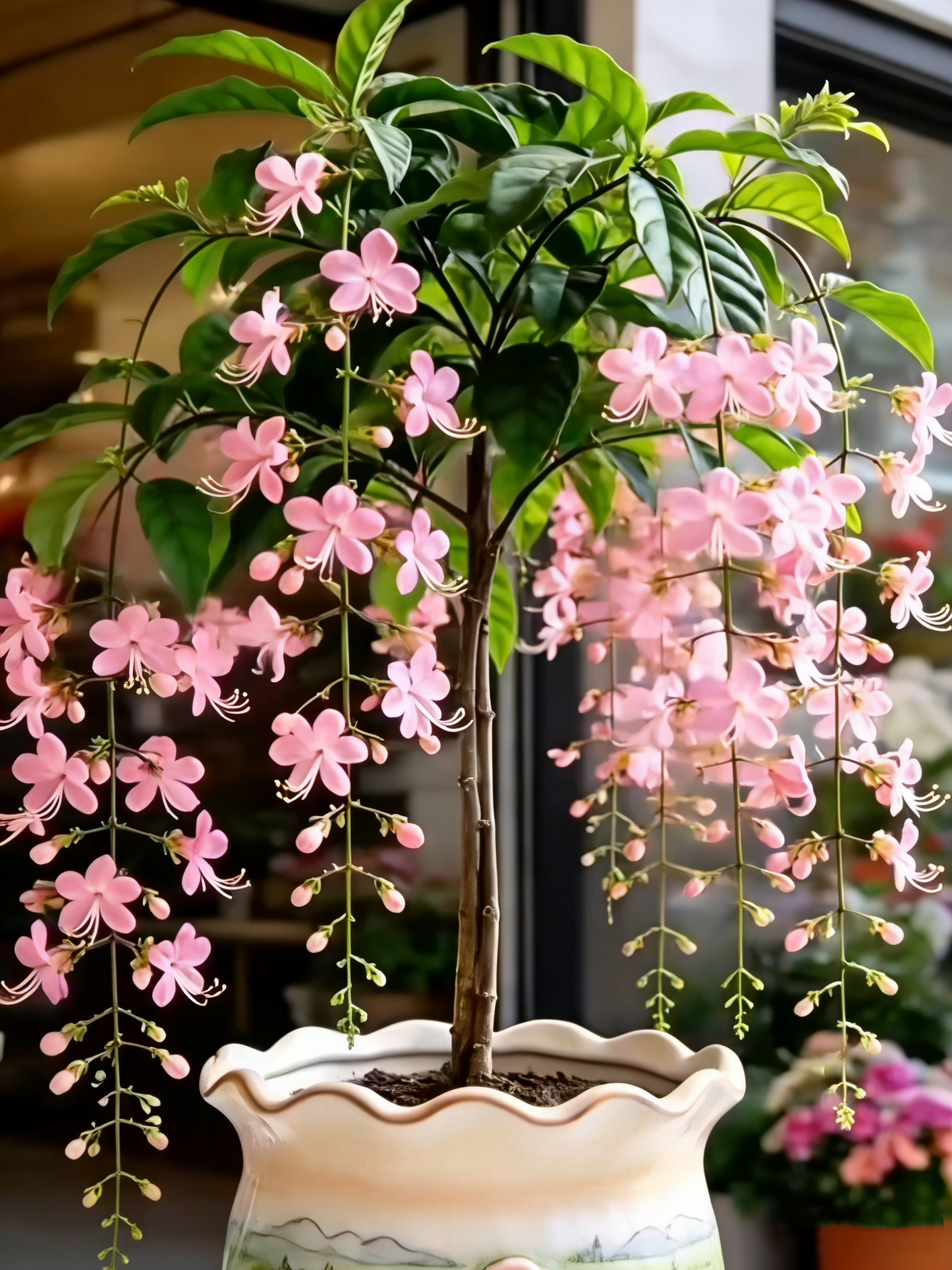 Last Day Up to 50% OFF💐Rare Weeping Jasmine Flowers Bulbs