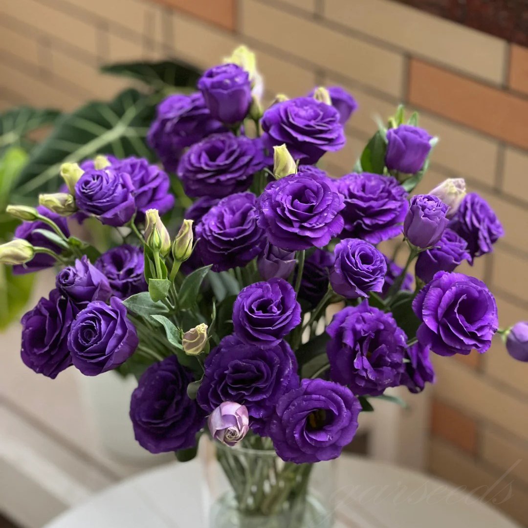 Hardy Perennial Lisianthus Seeds RHS Certified for British Garden Beds Beginner Friendly