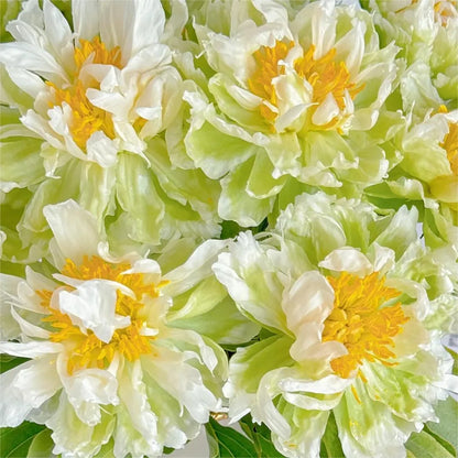 🌺Peony - Love surrounds you