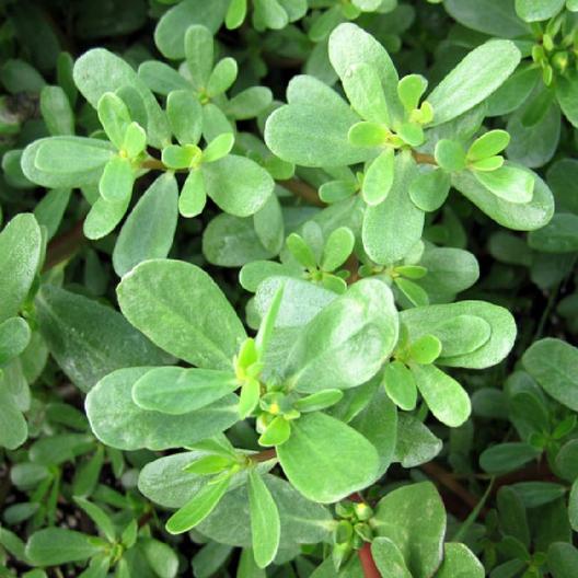 Purslane Seeds - Green