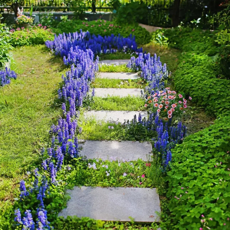 Ajuga Seeds🌈Wonderful Groundcover