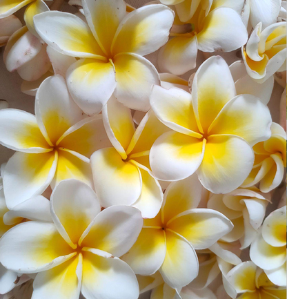 💛 Plumeria Seeds Limited-Time Sale! Create Your Summer Garden