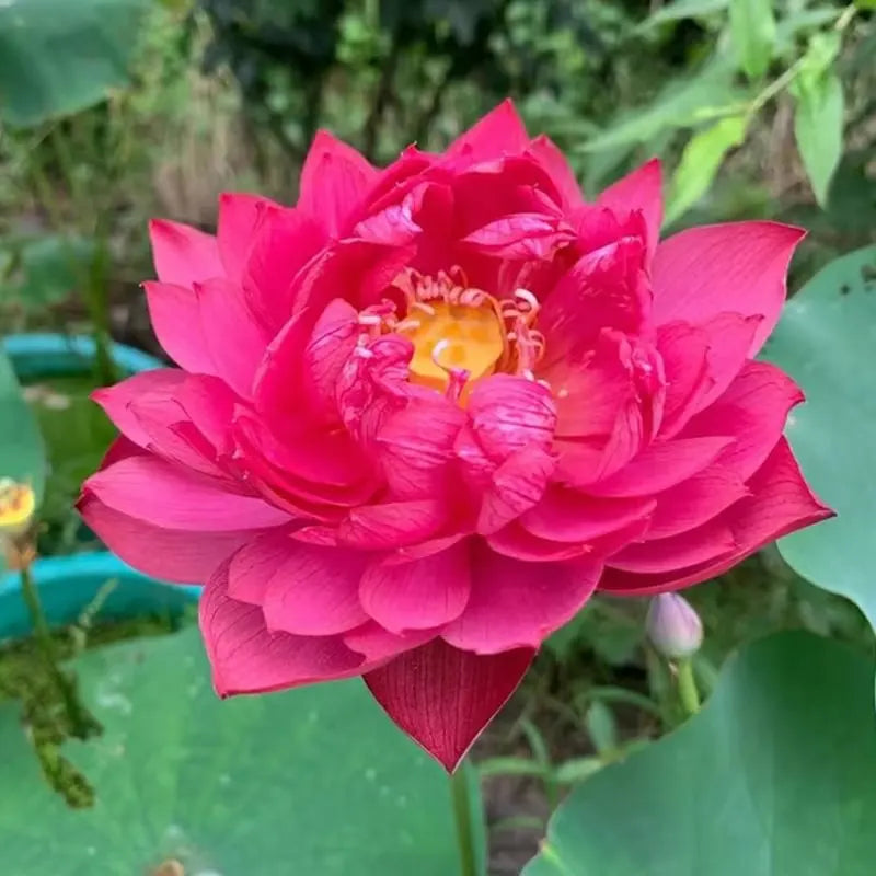 💧 The Sacred Bonsai Bowl Lotus Flower