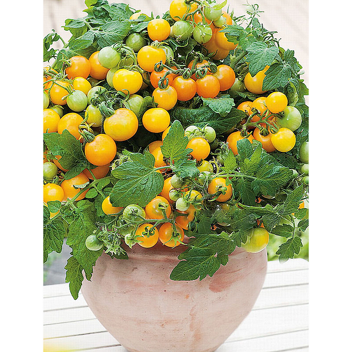 🍅🍅Potted Dwarf Tomato Seeds