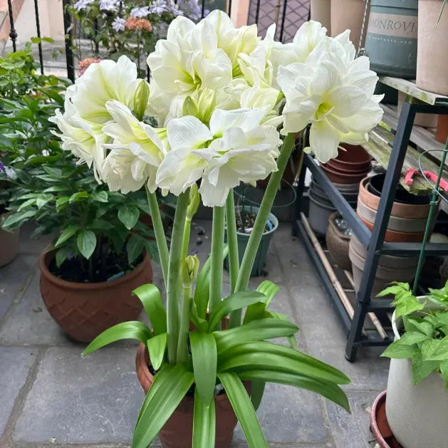 Double-Petaled Perfume Amaryllis Bulbs