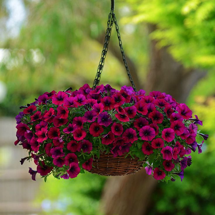 🌸Petunia Seeds