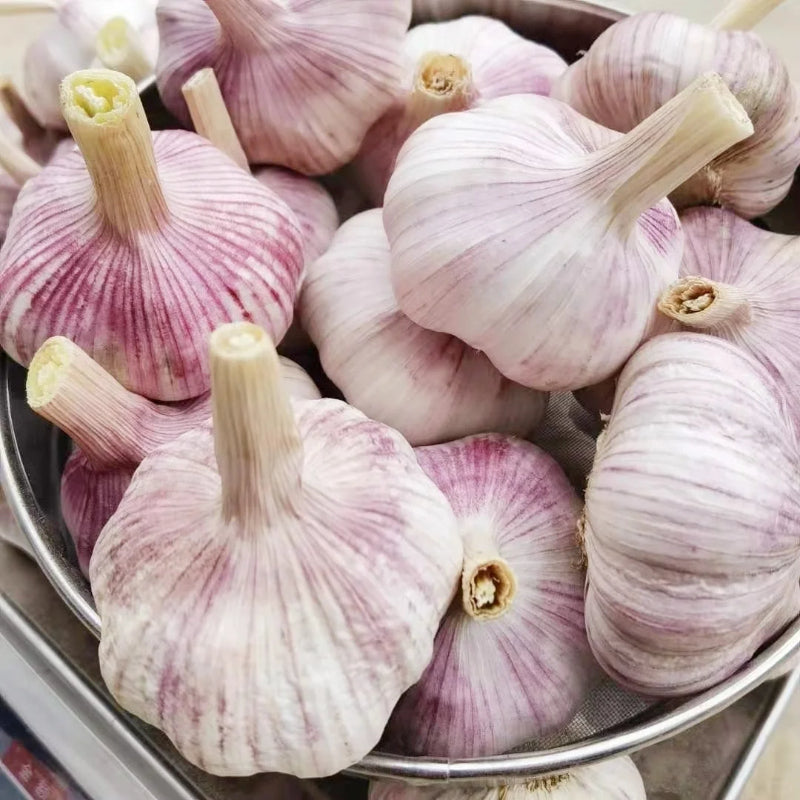 Solo Garlic: Healthy Onion without GMO Ingredients