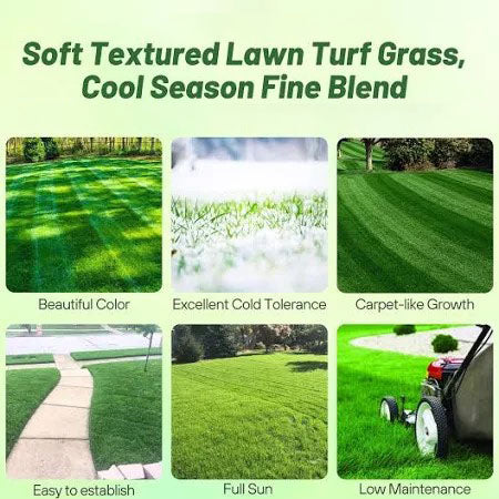 🌱High quality evergreen lawn seeds
