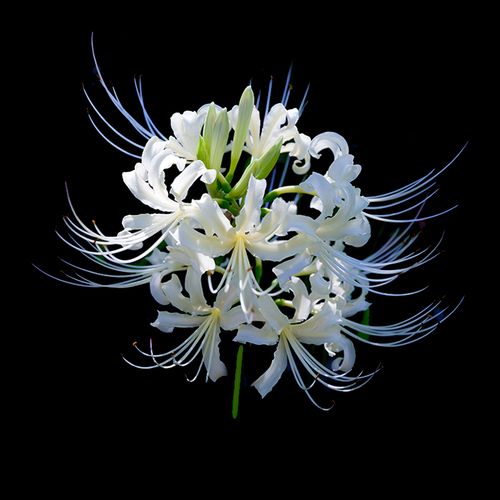 Spider Lily Bulbs-Multicolor🌈