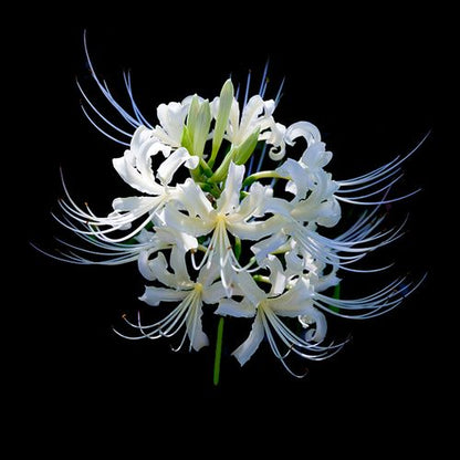 Spider Lily Bulbs-Multicolor🌈