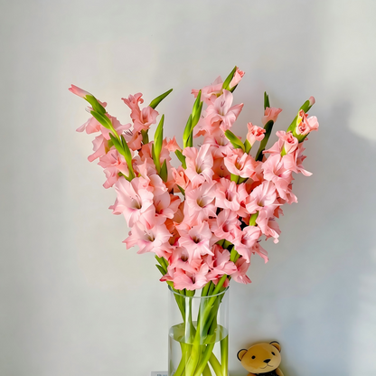 Gladiolus Bulbs-Florist-Quality Blooms•Elegant Cut Flowers