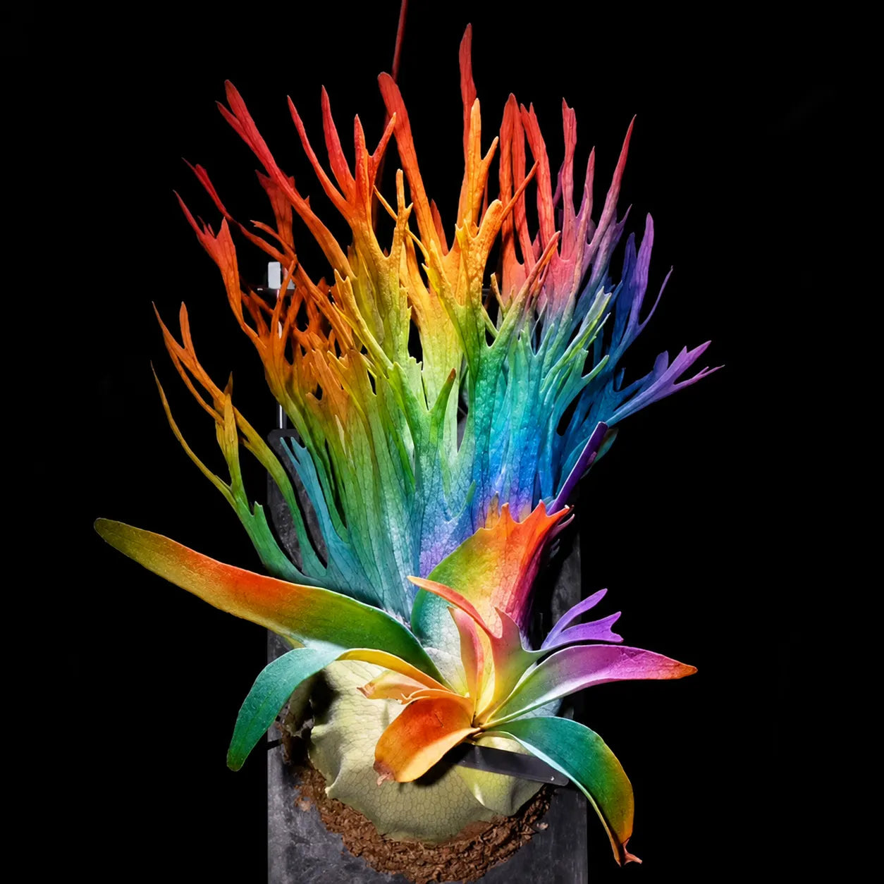 🦌 Rare Rainbow Staghorn Fern — Living Botanical Wall Sculpture