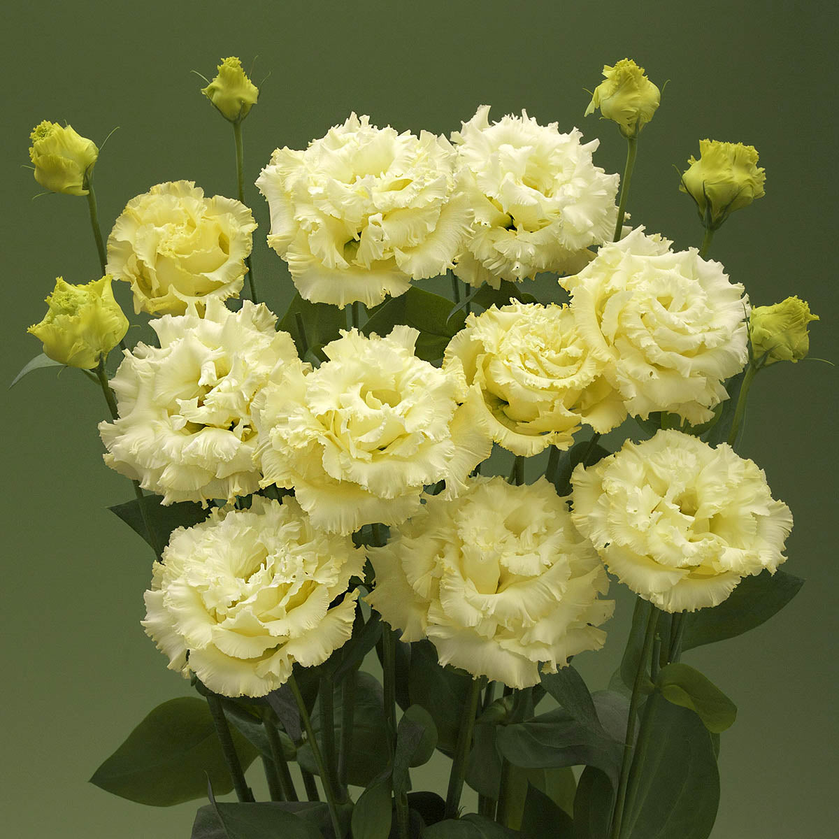 Eustoma Russellianum Seeds