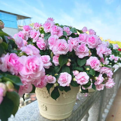🌸Double Impatiens Seeds