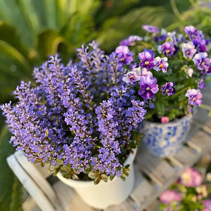 Ajuga Seeds🌈Wonderful Groundcover