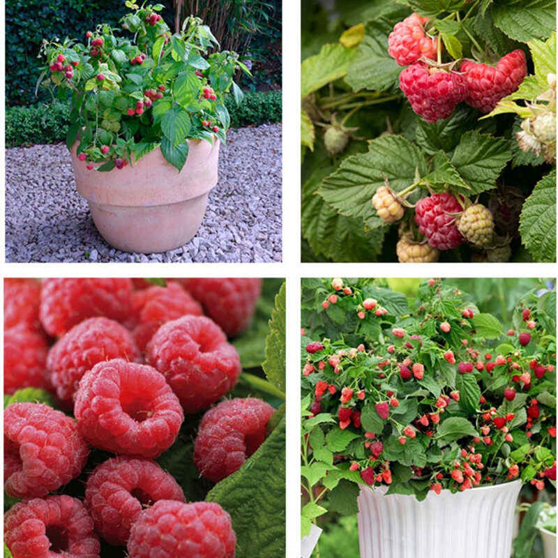 Raspberry Seeds