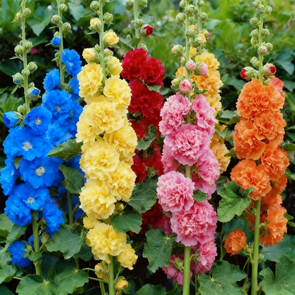 🌈Rare Rainbow Hollyhock — The Most Magical Flower of 2026