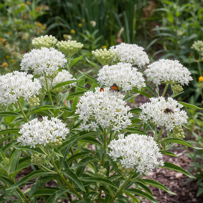 Milkweed Seeds for Monarch Butterfly Conservation-Easy to Grow, Drought Toleran