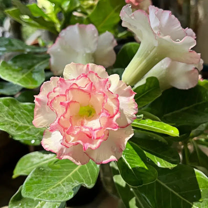 🌵🌹 Dive into Desert Beauty: Desert Rose Bulbs for Your Tranquil Haven!-Various Colors🌱Long Flowering Period 🏜️🌺