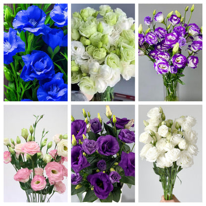 🔥53%OFF Mixed-Color Lisianthus 💥Best selling in 2026