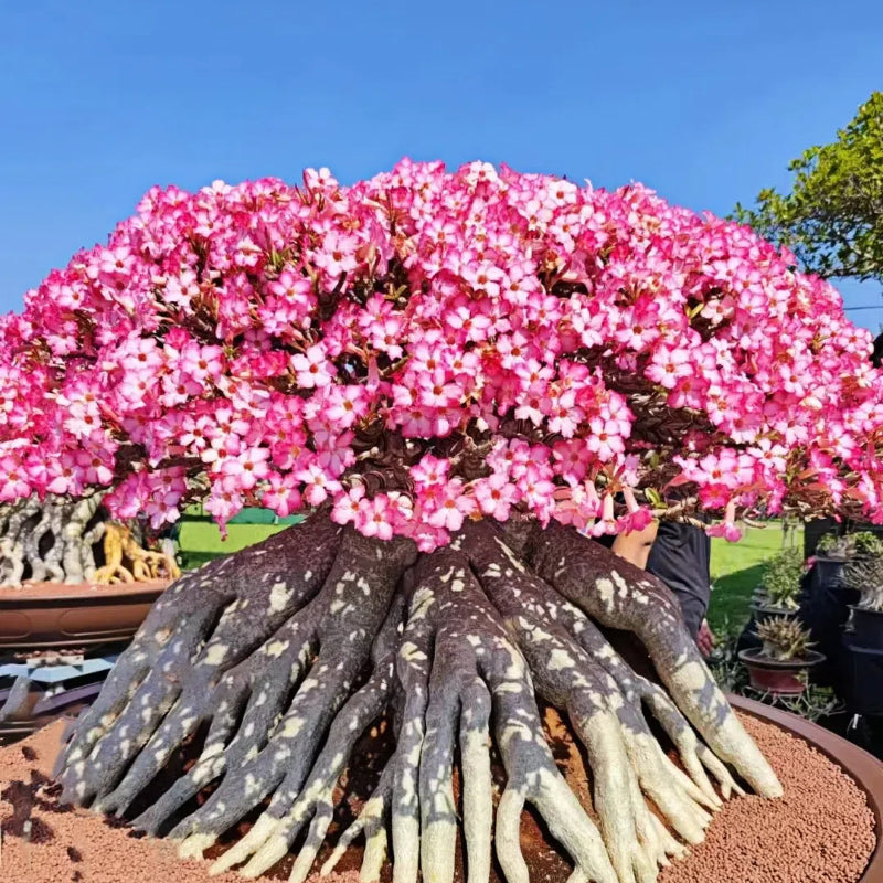 🌵🌹 Dive into Desert Beauty: Desert Rose Bulbs for Your Tranquil Haven!-Various Colors🌱Long Flowering Period 🏜️🌺