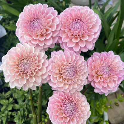 🌸The Queen of Flowers — Double Dahlia Bulbs | 50% OFF Today🔥