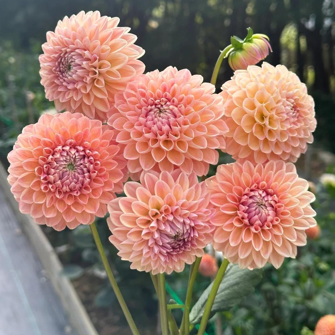 🌸The Queen of Flowers — Double Dahlia Bulbs | 50% OFF Today🔥