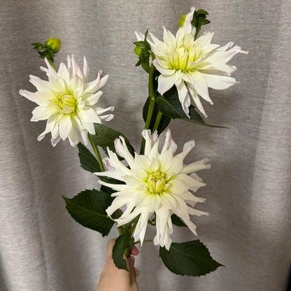 🌸The Queen of Flowers — Double Dahlia Bulbs | 50% OFF Today🔥