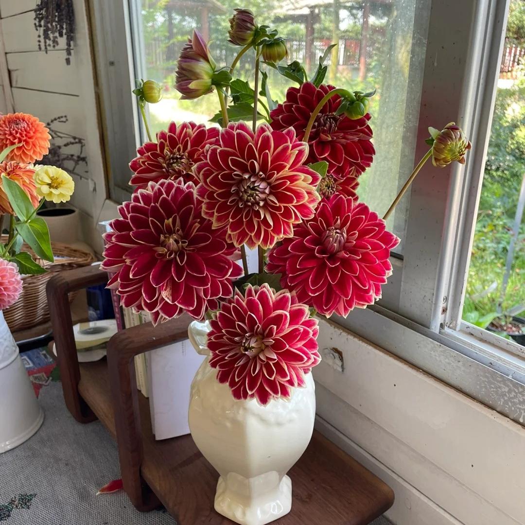 🌸The Queen of Flowers — Double Dahlia Bulbs | 50% OFF Today🔥