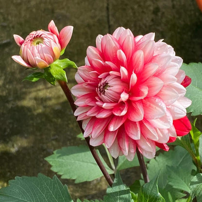🌸The Queen of Flowers — Double Dahlia Bulbs | 50% OFF Today🔥