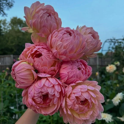 🌸The Queen of Flowers — Double Dahlia Bulbs | 50% OFF Today🔥