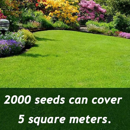 🌱 Evergreen dwarf grass seed for four seasons | Create your perfect lawn here