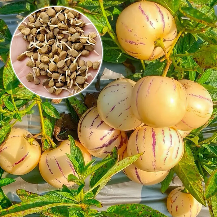 🍈Pepino Seeds Ginseng Fruit Seeds