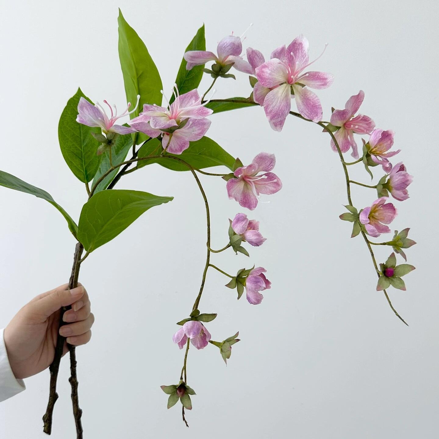 Trailing Jasmine Seeds – Naturally Fragrant & Pet-Friendly