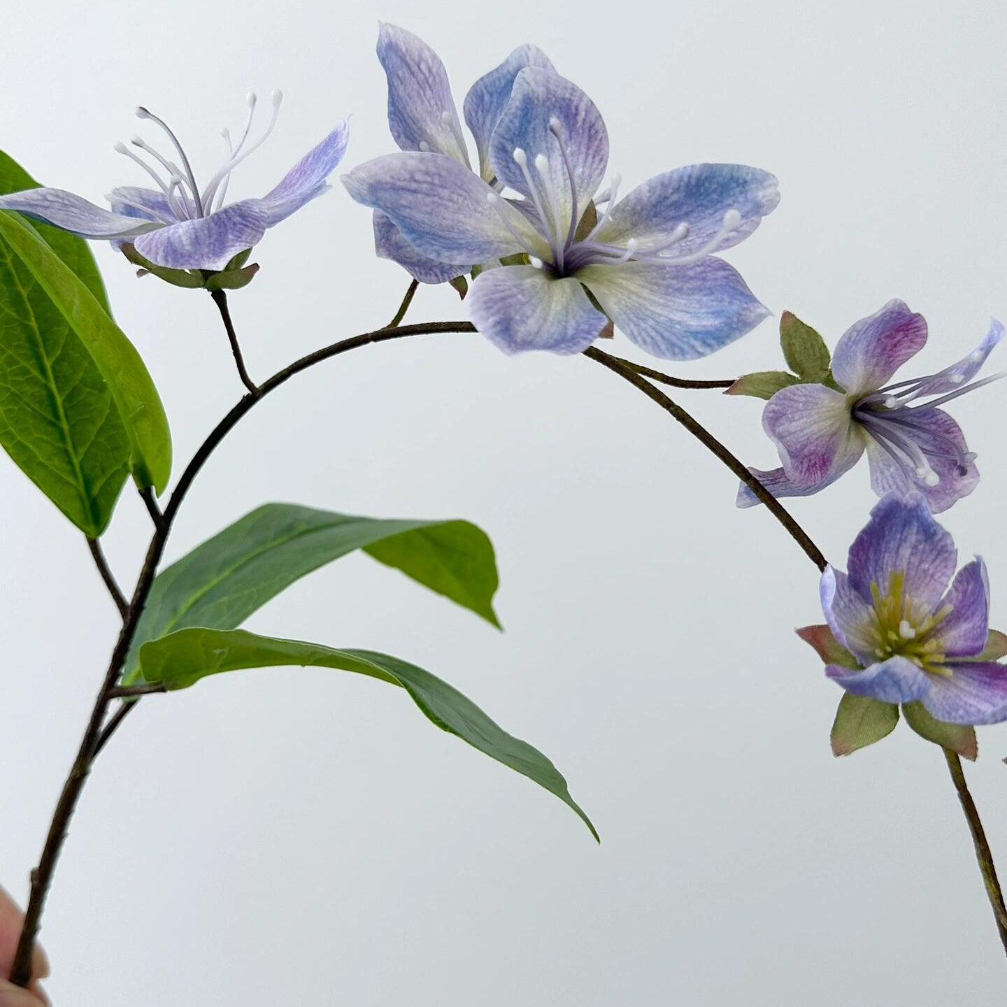 Trailing Jasmine Seeds – Naturally Fragrant & Pet-Friendly