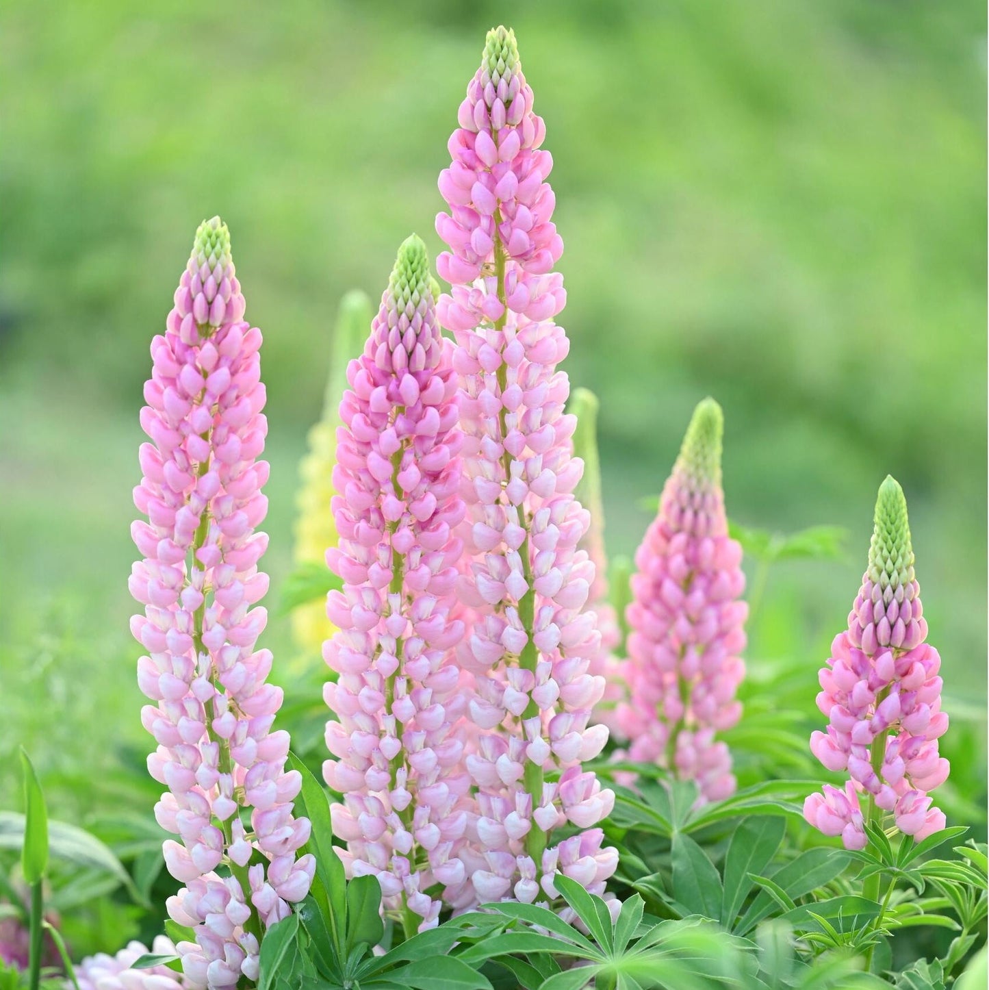 Premium Lupine Flower Seeds – Vibrant Rainbow Spikes, Easy to Grow, Perennial Garden Beauty 🌿