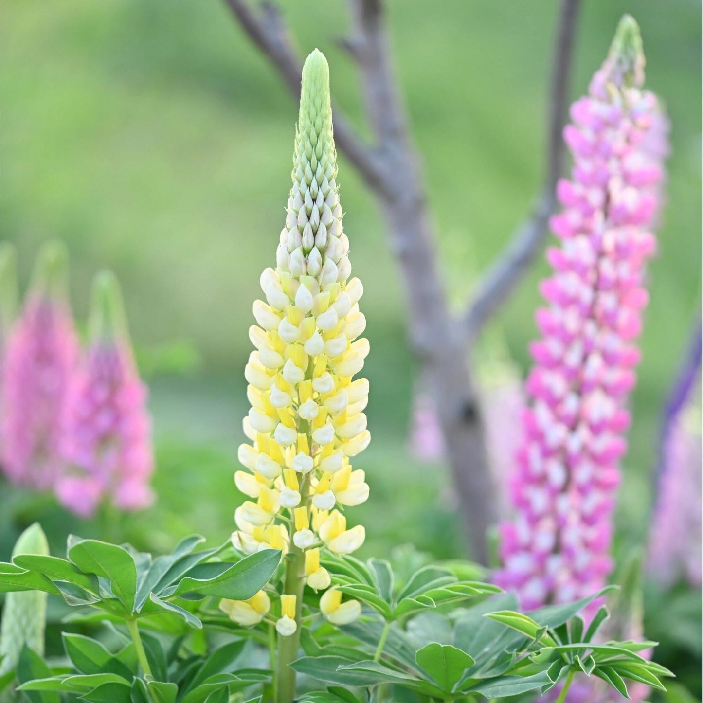 Premium Lupine Flower Seeds – Vibrant Rainbow Spikes, Easy to Grow, Perennial Garden Beauty 🌿