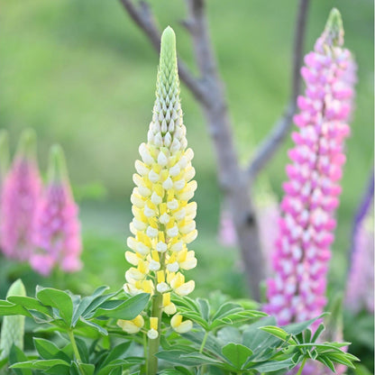Premium Lupine Flower Seeds – Vibrant Rainbow Spikes, Easy to Grow, Perennial Garden Beauty 🌿