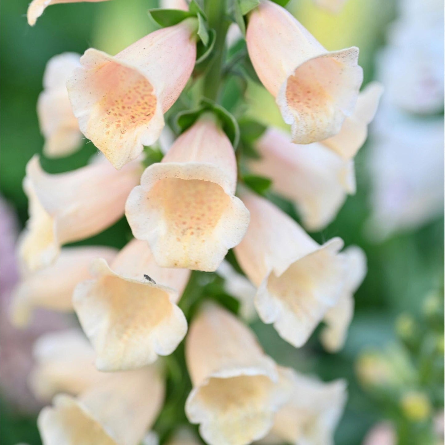 Premium Lupine Flower Seeds – Vibrant Rainbow Spikes, Easy to Grow, Perennial Garden Beauty 🌿