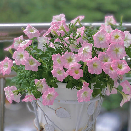 Petunia Seeds for Hanging Baskets & Gardens