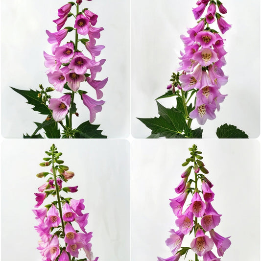 Premium Giant Foxglove Seeds — Easy to Grow Perennial